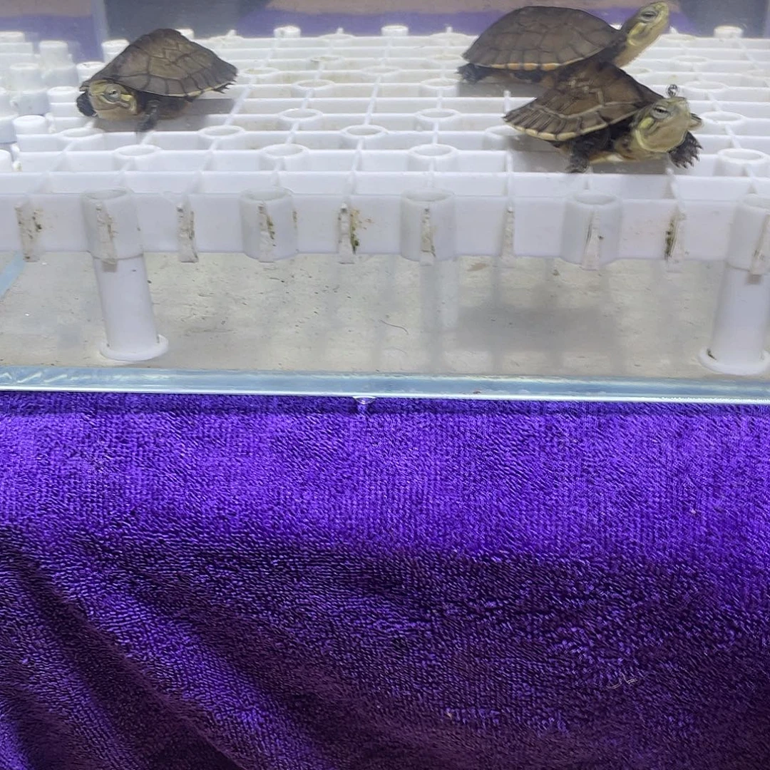 不分公母宠物龟南石