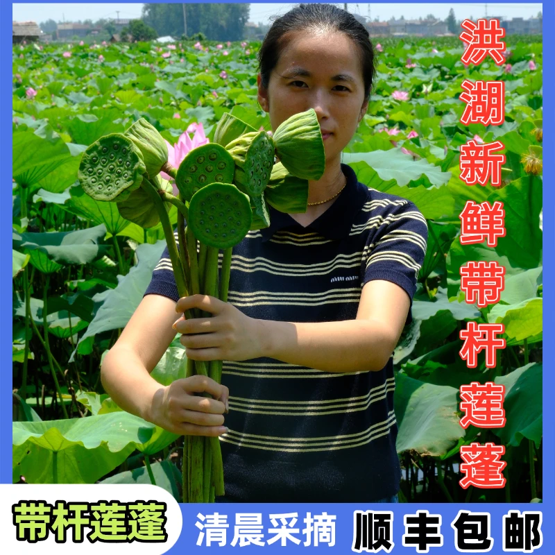 洪湖新鲜带杆莲蓬 先切莲蓬观赏莲蓬