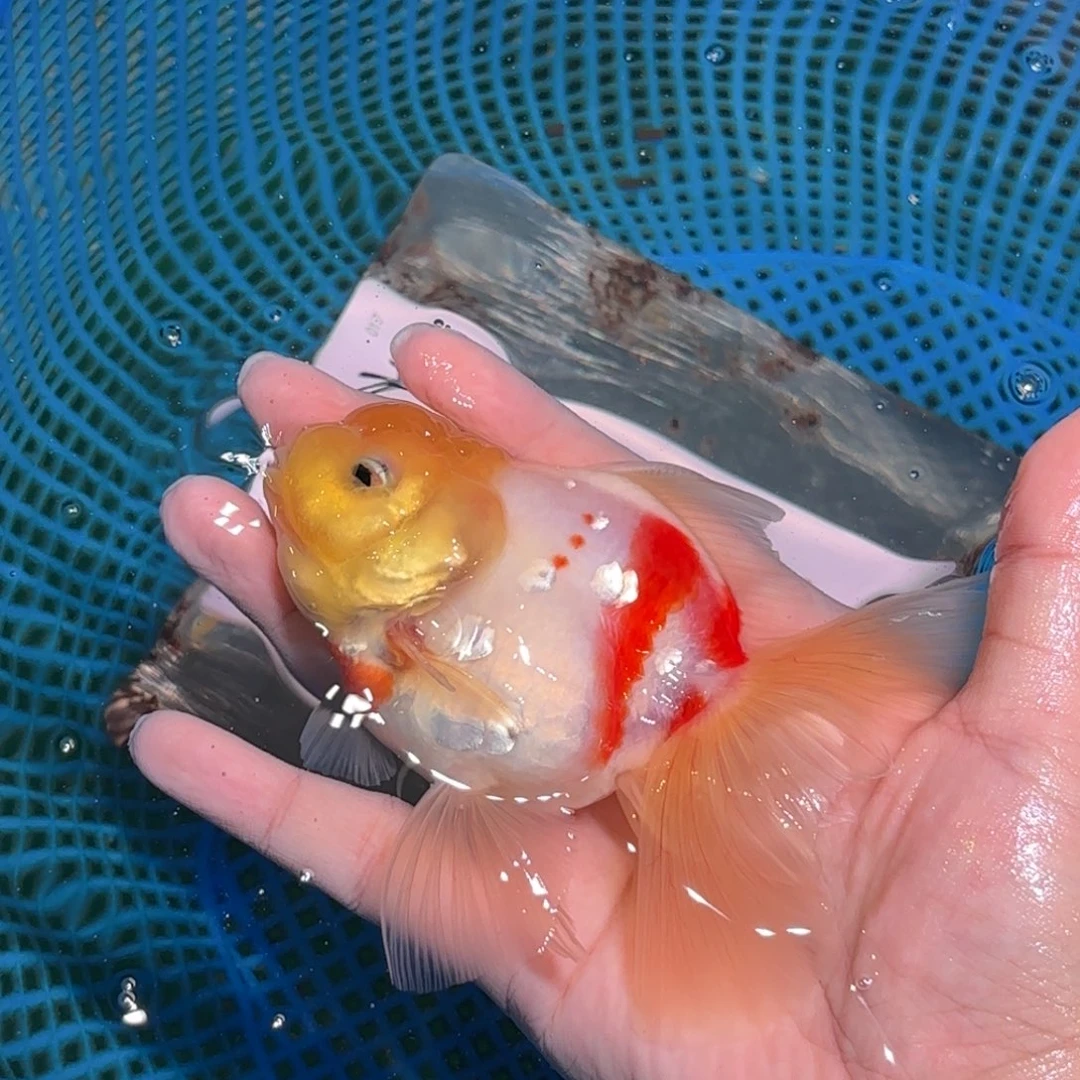 悠***然金鱼拍包装包邮不拍包装发到付