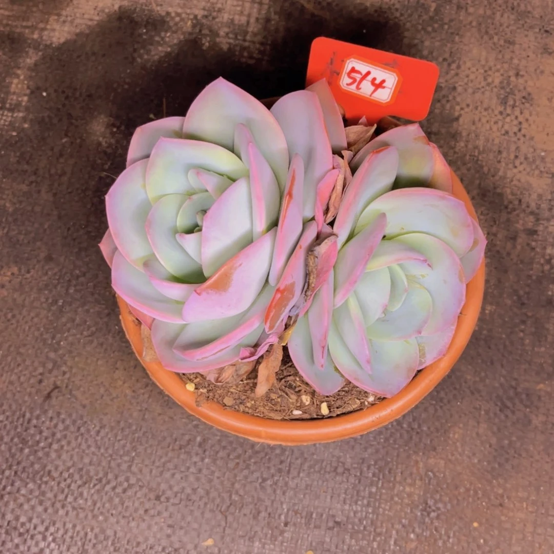 芳**宝布鲁蓝514多肉植物