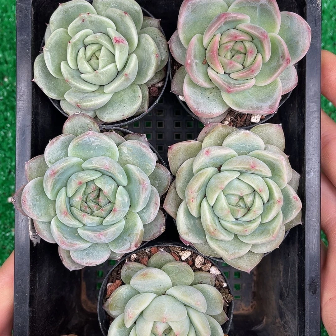 多肉一物一拍23-230