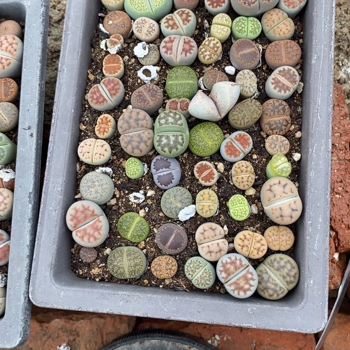 随***飘生石花的季节到啦485