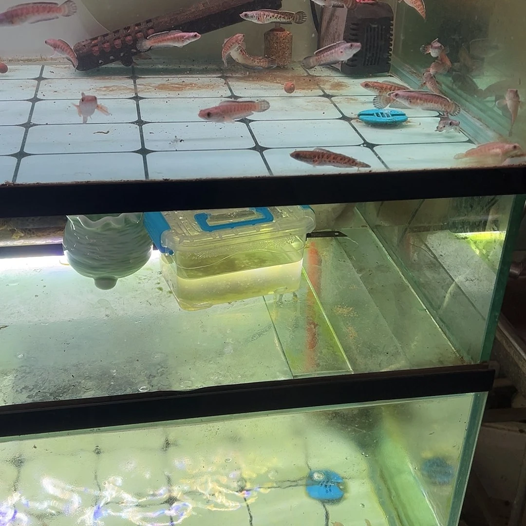 ****律海水鱼眼镜蛇雷龙专拍