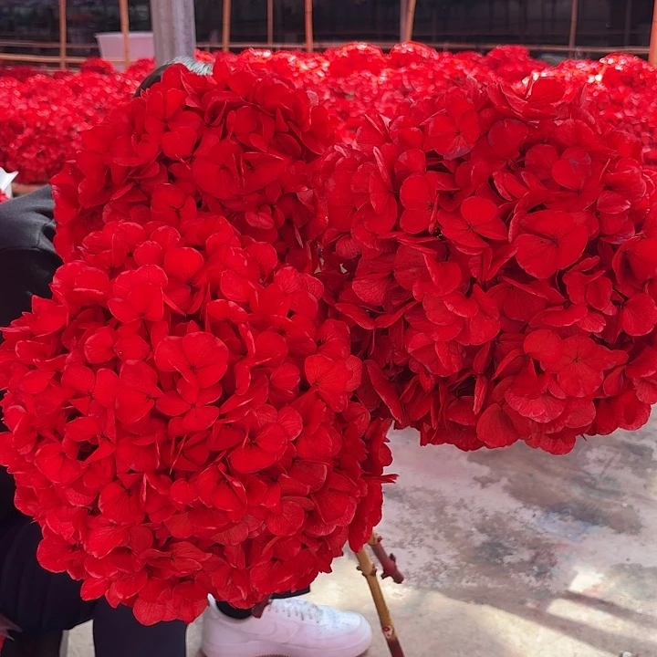 永生大叶绣球1枝 红