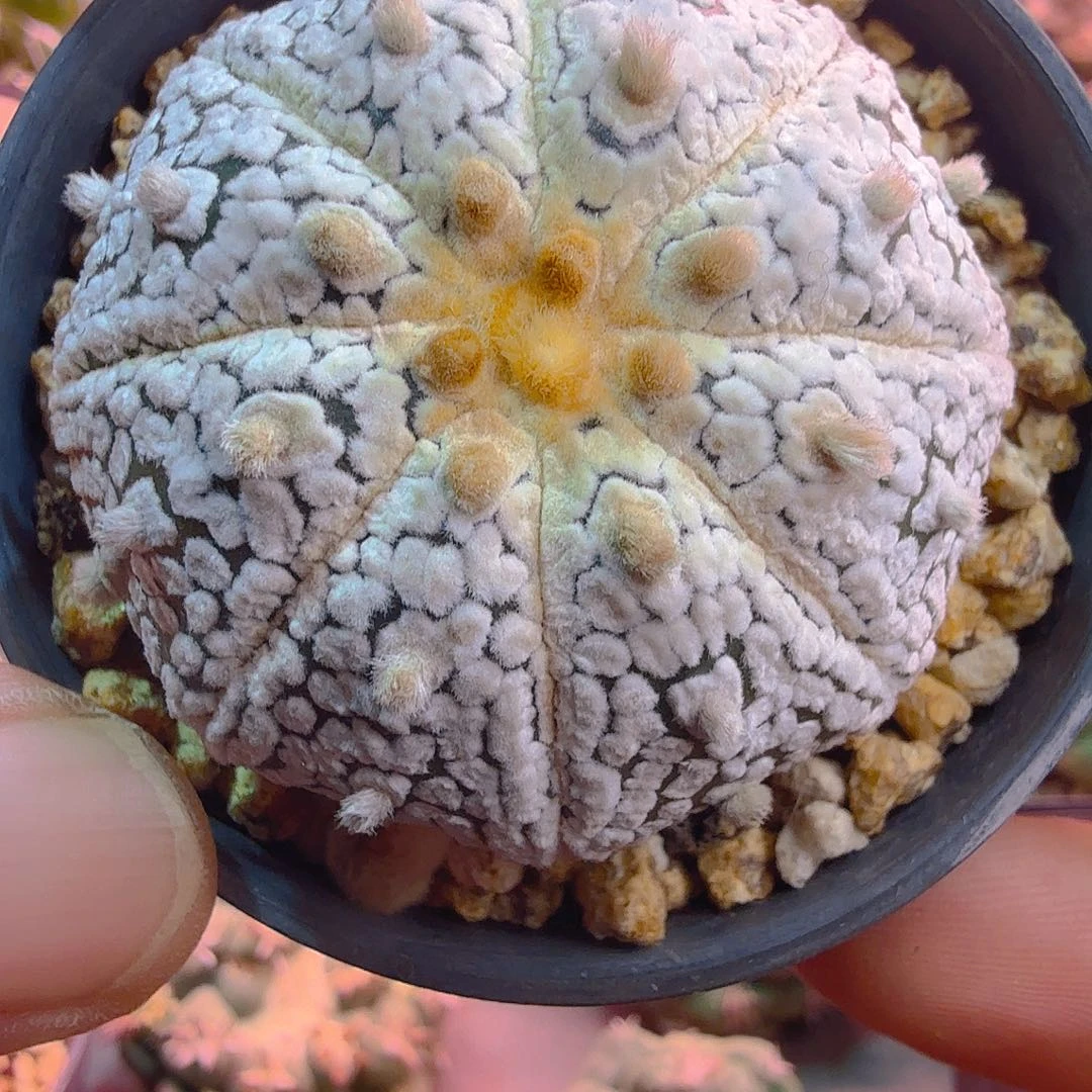 超白高绒海星多肉植物