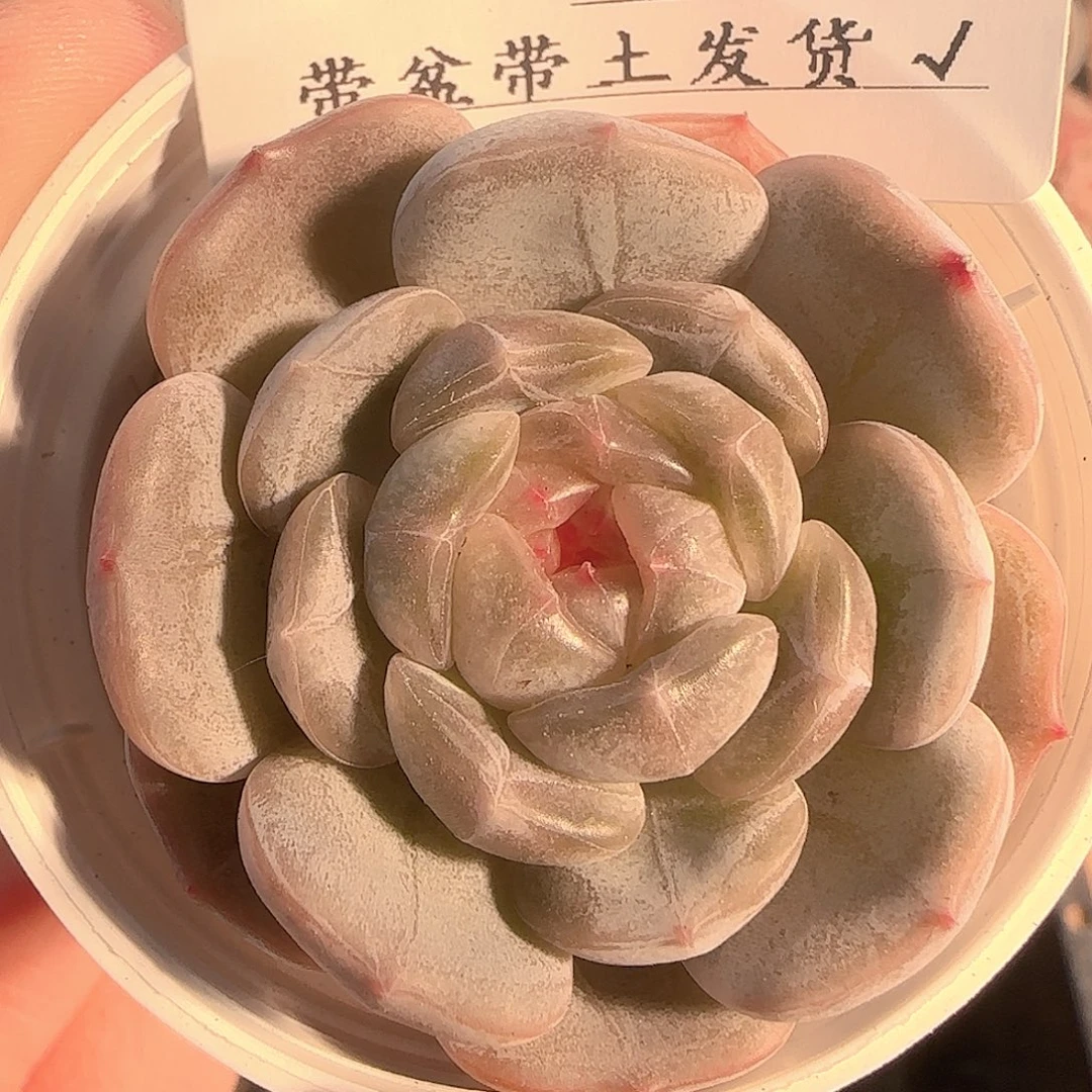 多肉1128-80白恋白恋