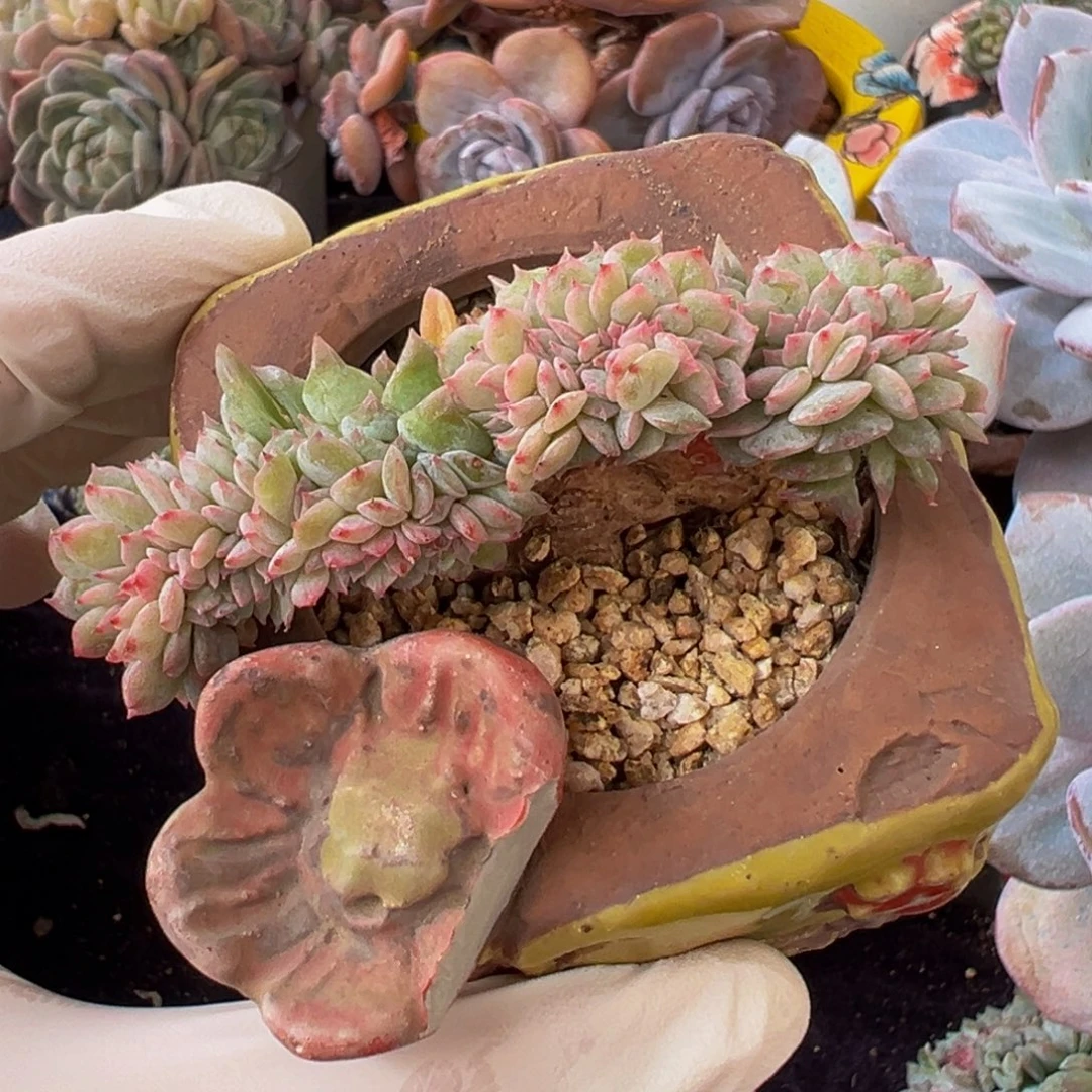 新年快乐 新年快乐