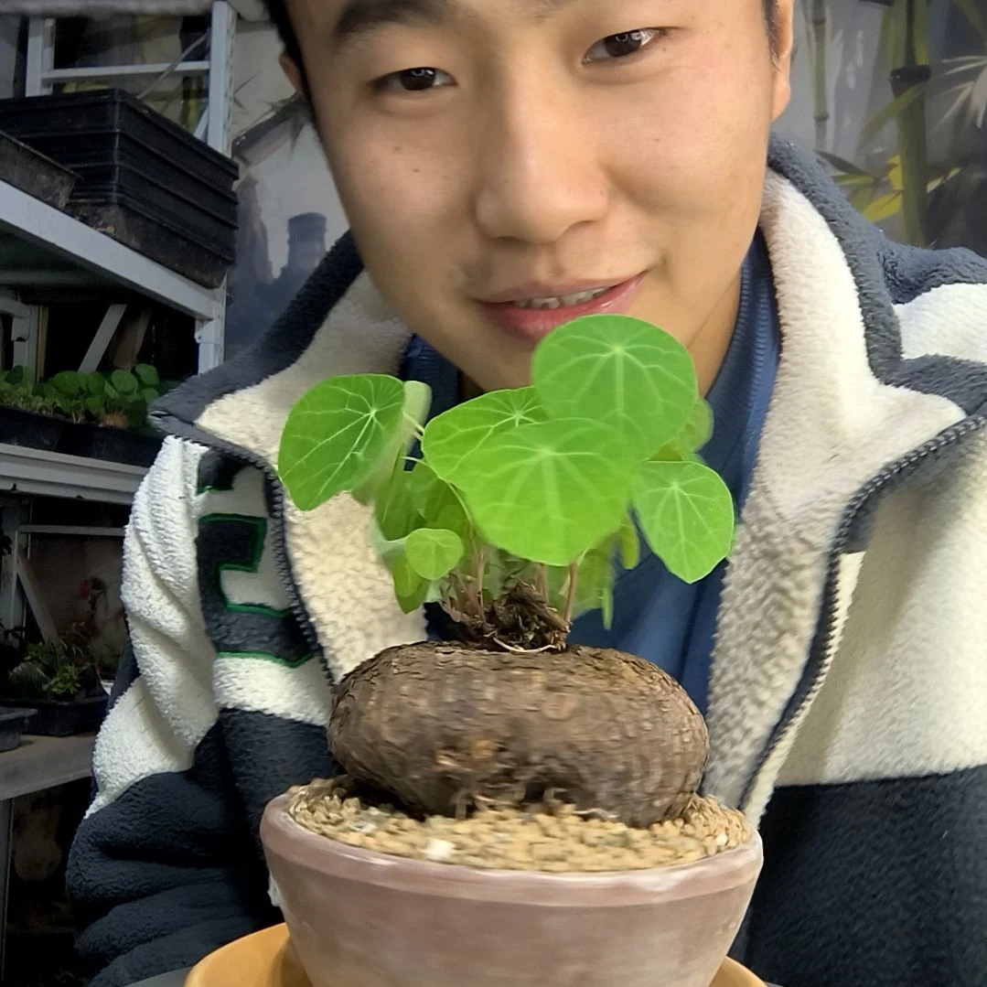 娜*中青园艺一物一拍436