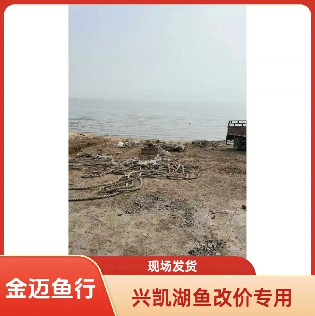 兴凯湖鱼改价专用