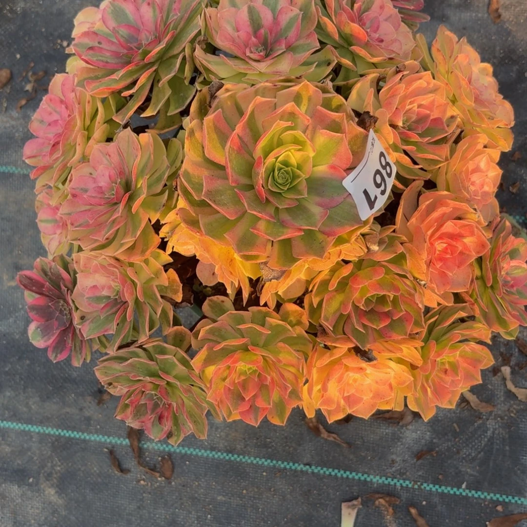861雨河多肉植物多破体系