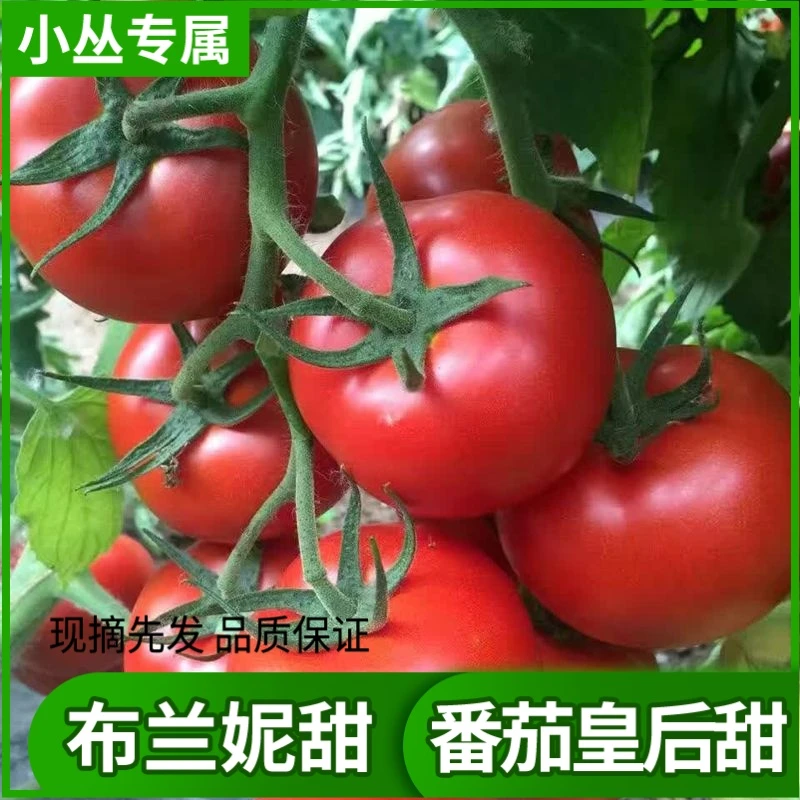 布兰妮甜番茄皇后远远超普罗旺斯番茄铁皮番茄柿子口感3斤送1斤新鲜水果山东省