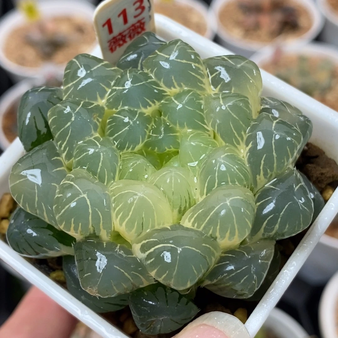 1 13糊斑湖水玉露锦一物一拍