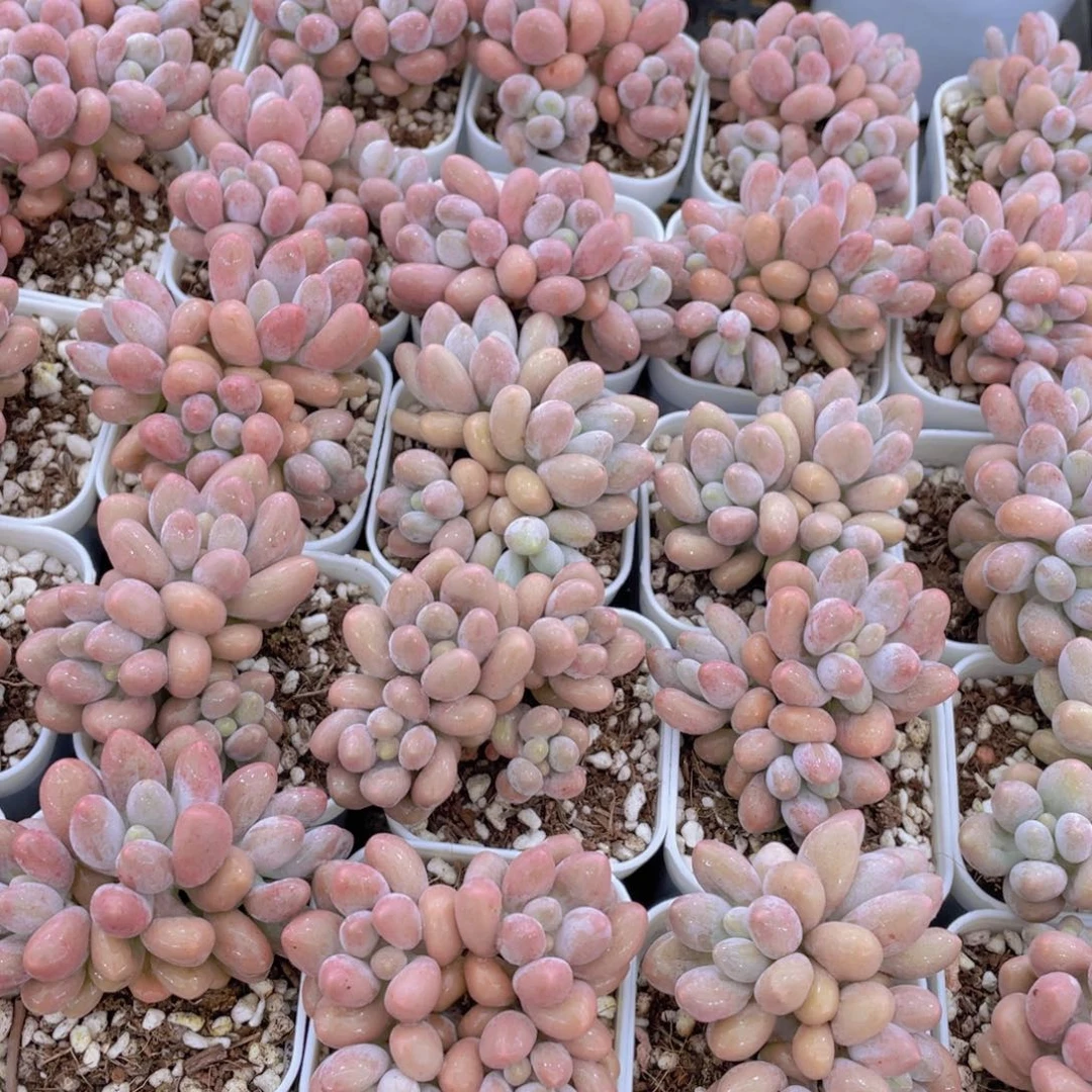 量拍42号 开播福利汤圆小群生一个