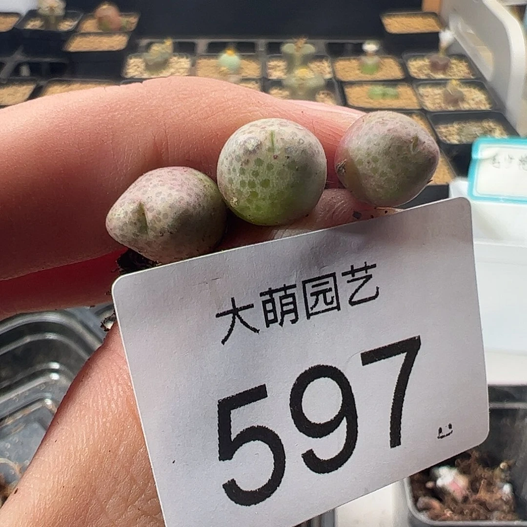 一物一拍园艺定向选拔超大型体955D斑马597