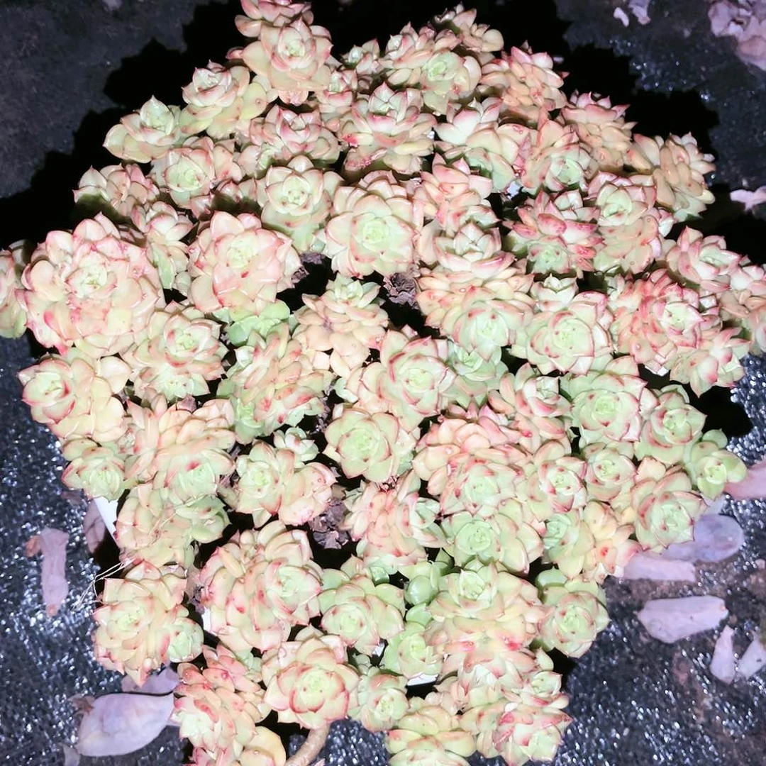 蜡牡丹16.99多肉植物