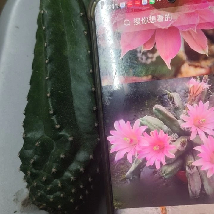 仙人球明虾无根侧芽