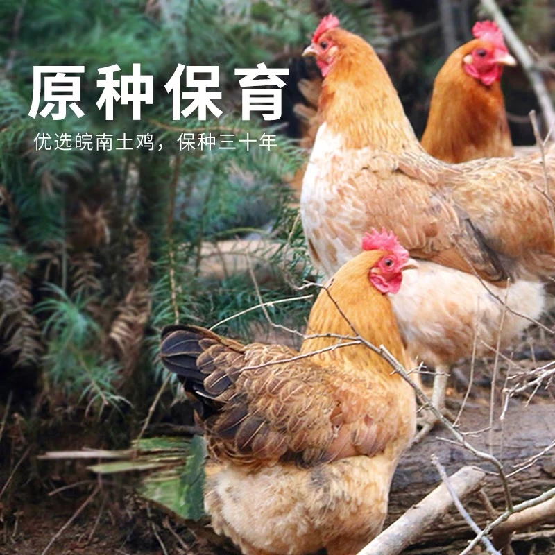 啊妹家的大别山2年半土鸡黑脚黄油老母鸡急速锁鲜煲汤顺丰包邮