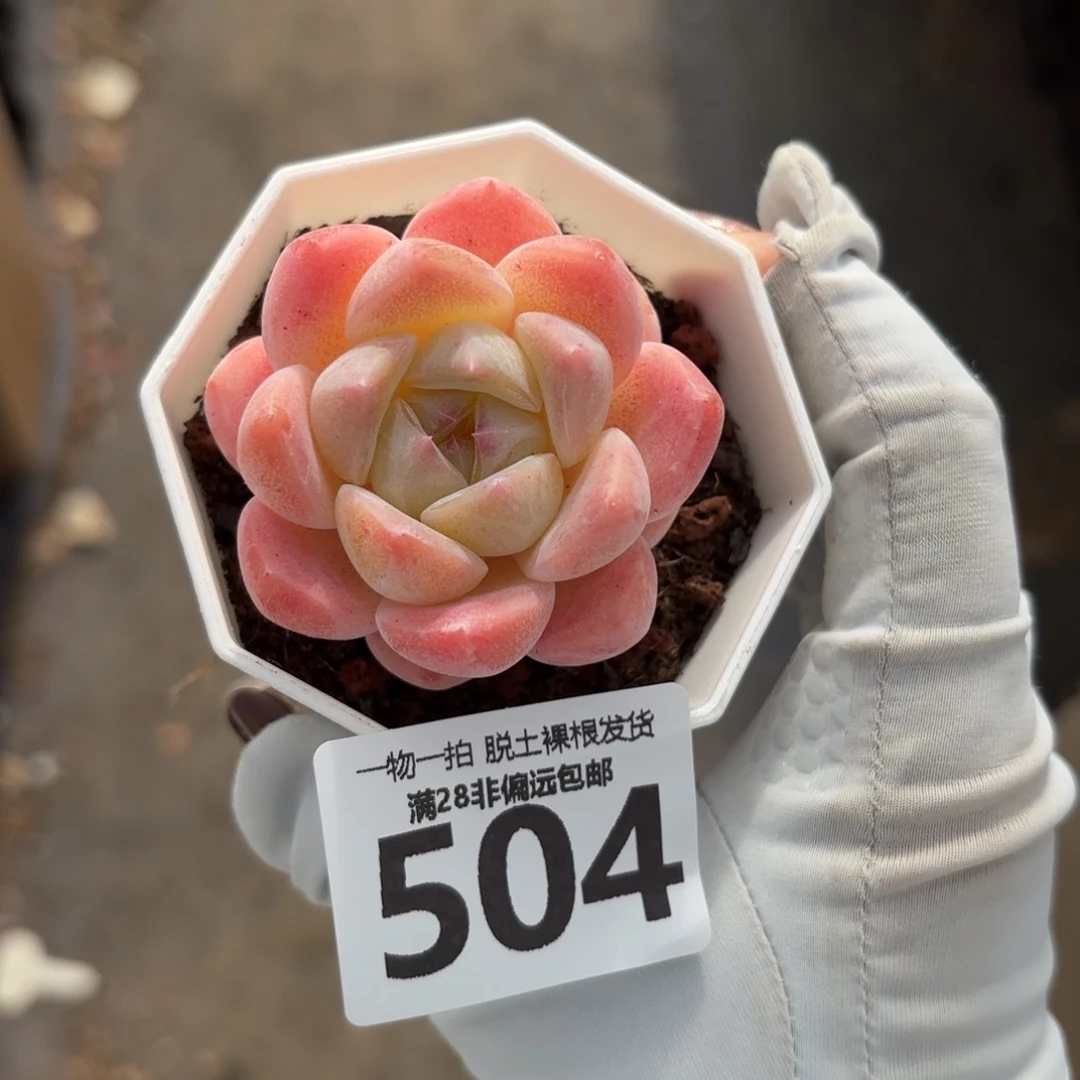 厚梦单头无盆土发货