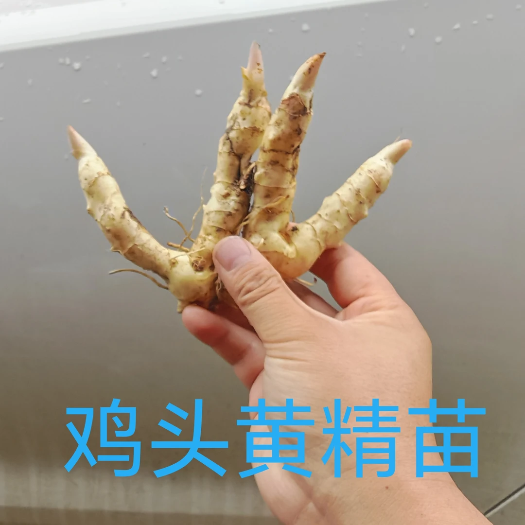 黄精苗 鸡头黄精苗 鸡头黄精芽头基地直发
