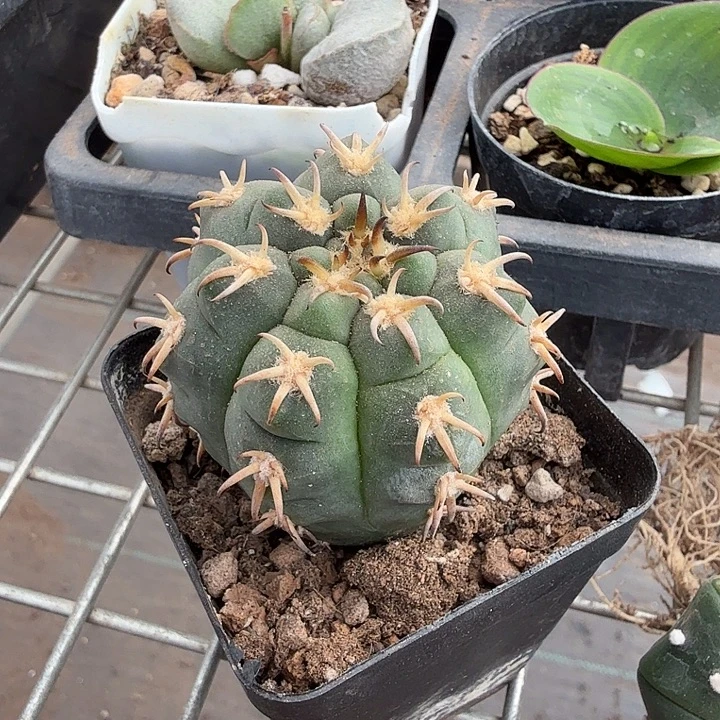 实生猫爪单头4仙人球