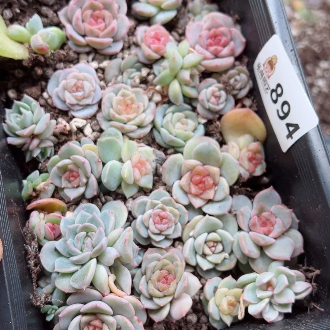 诗***艺多肉植物多肉植物