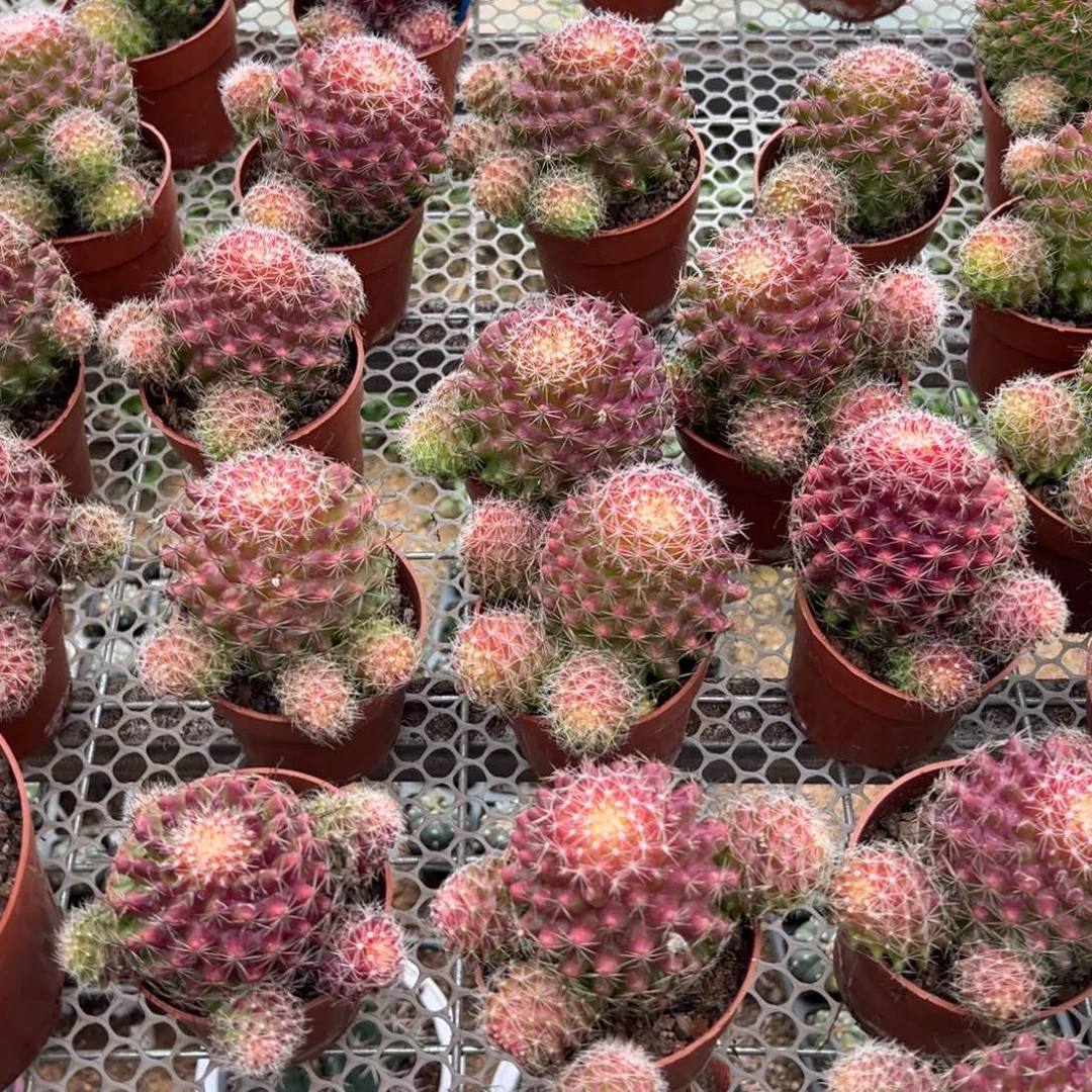 红娜丸25随机一颗。