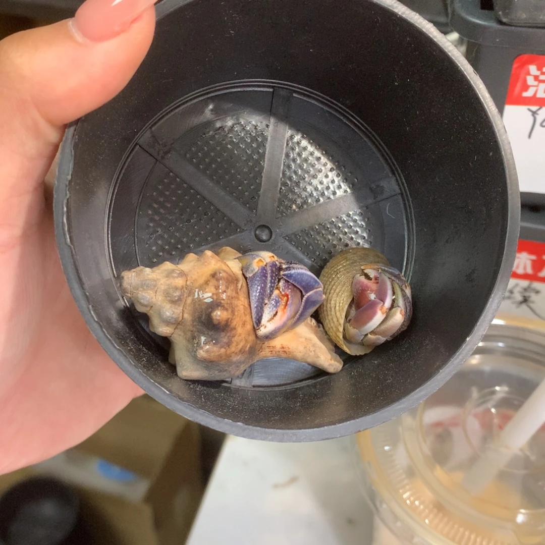 鱼****2只、活体出售、不退不换