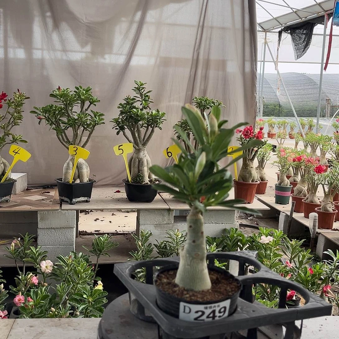 完全开放249芙蓉醉原盆土