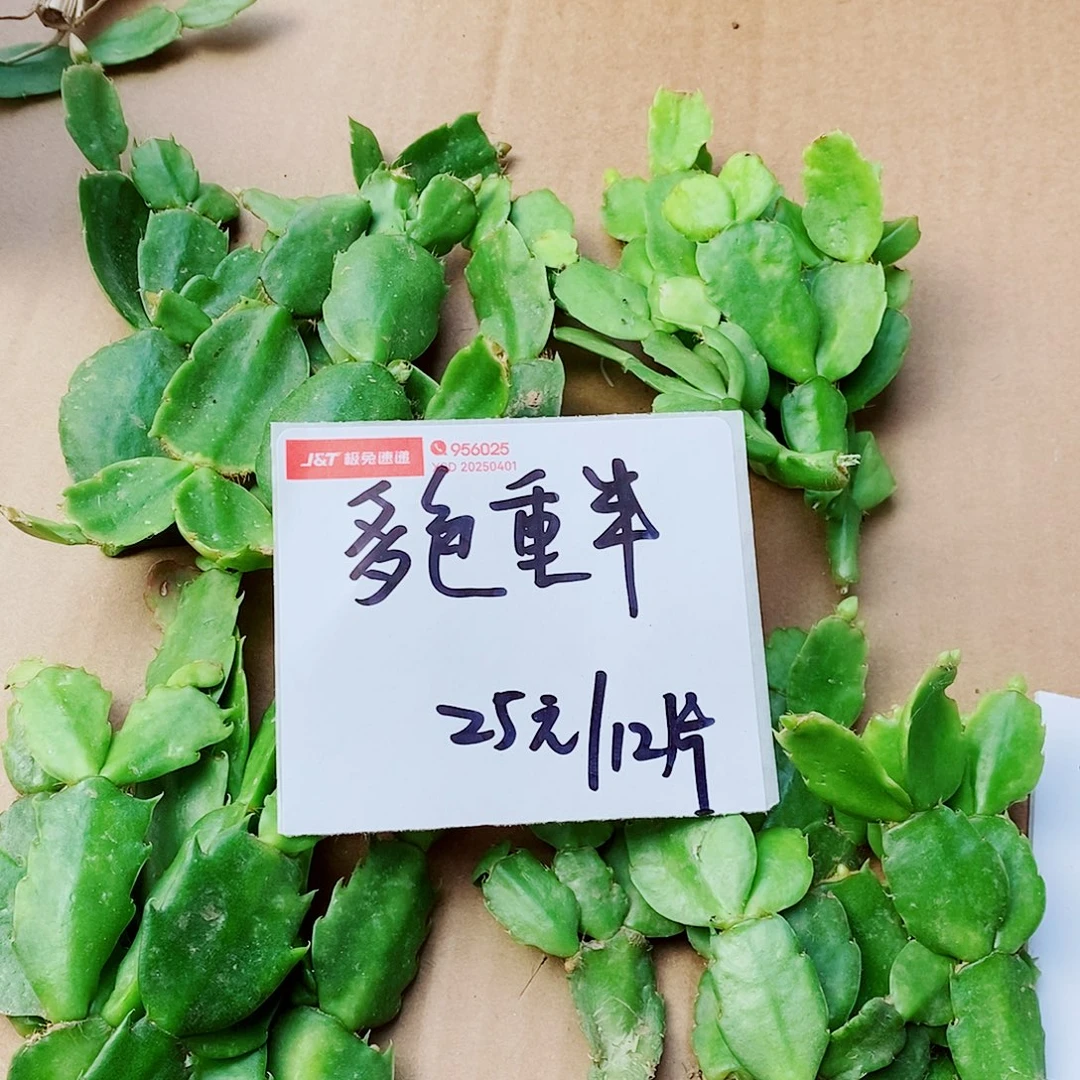 完全开放多色重瓣叶片福利12片