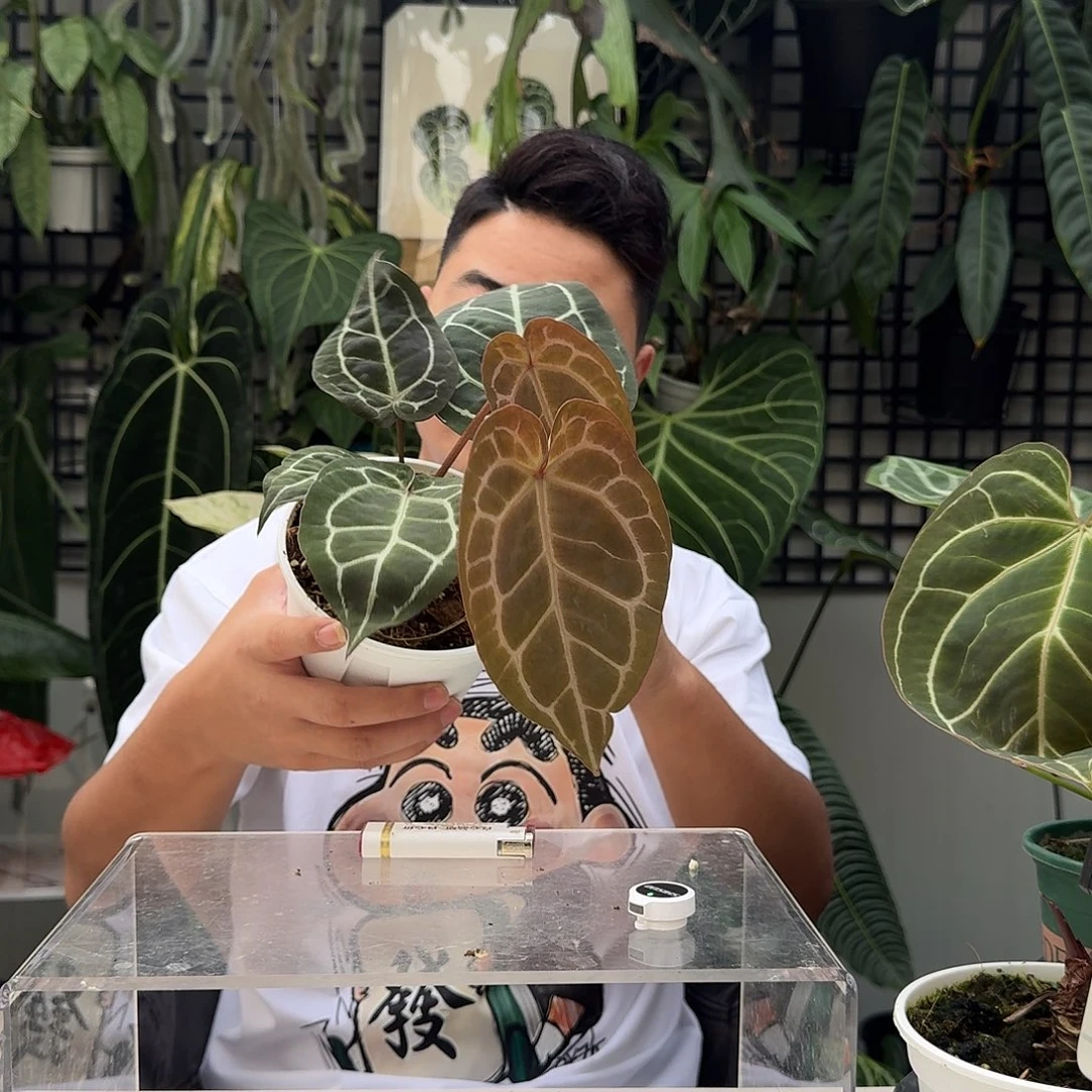 完全开放V184巧克力花烛