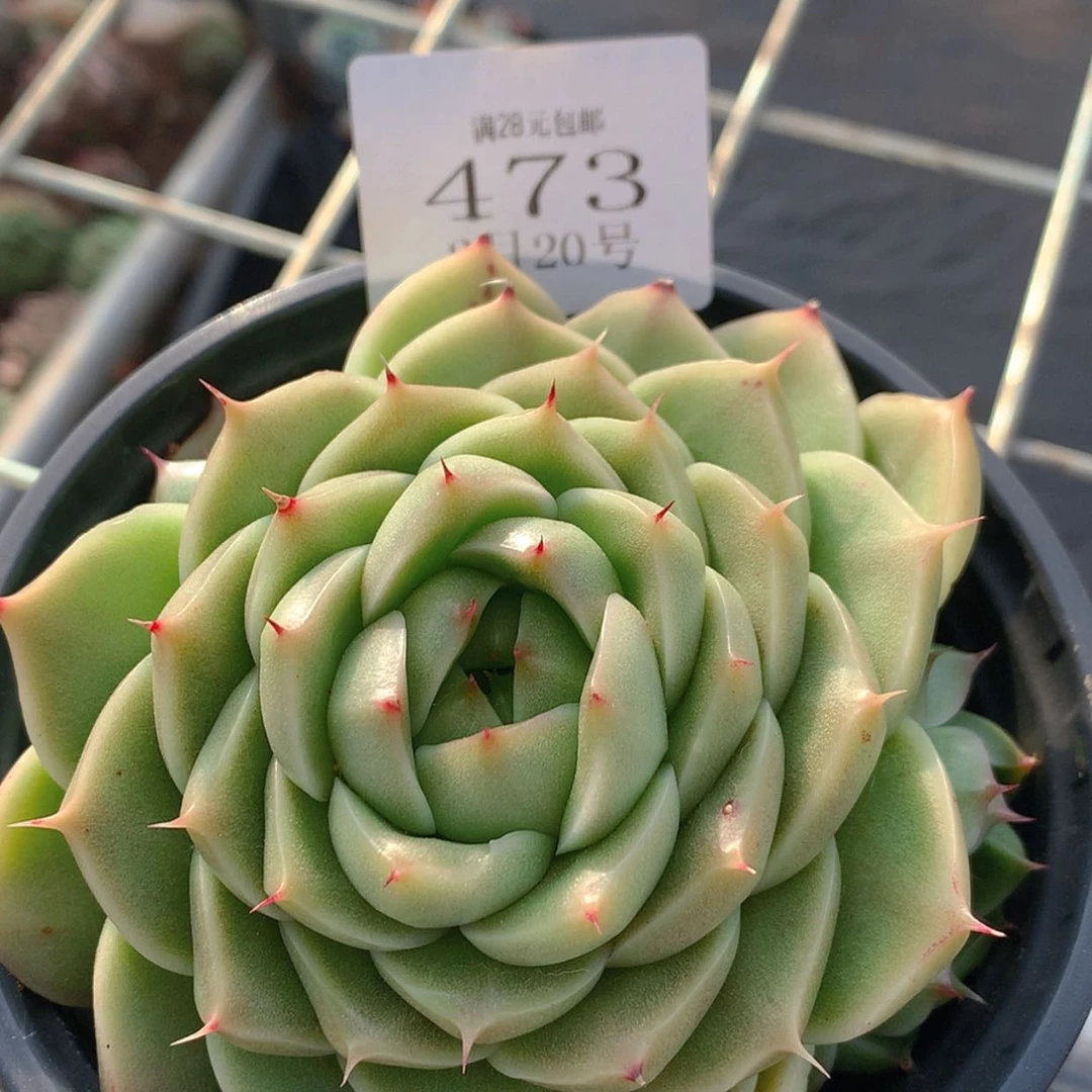 【闪购商品】云473