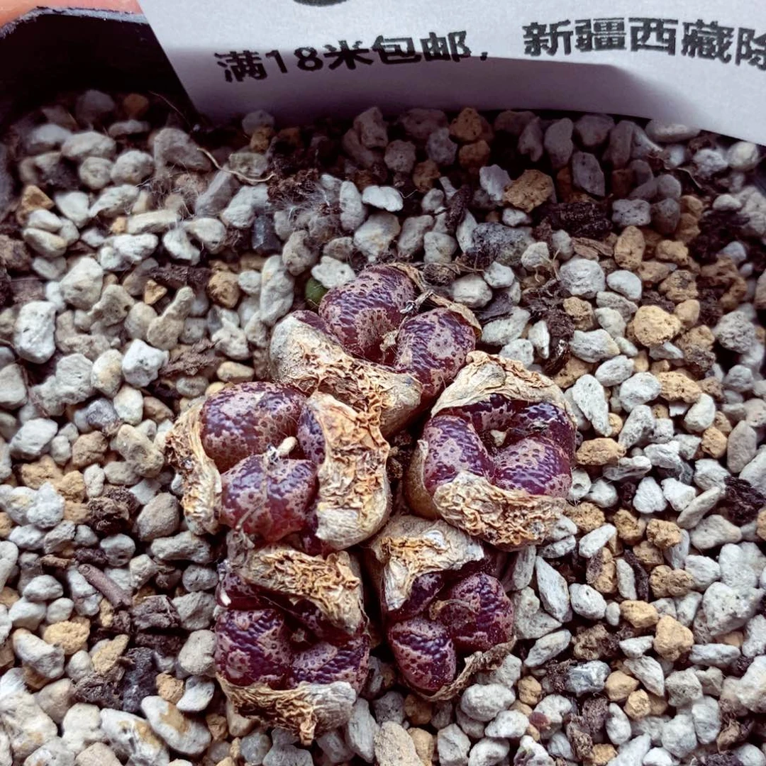 我我的小哥哥小姐姐们都6884