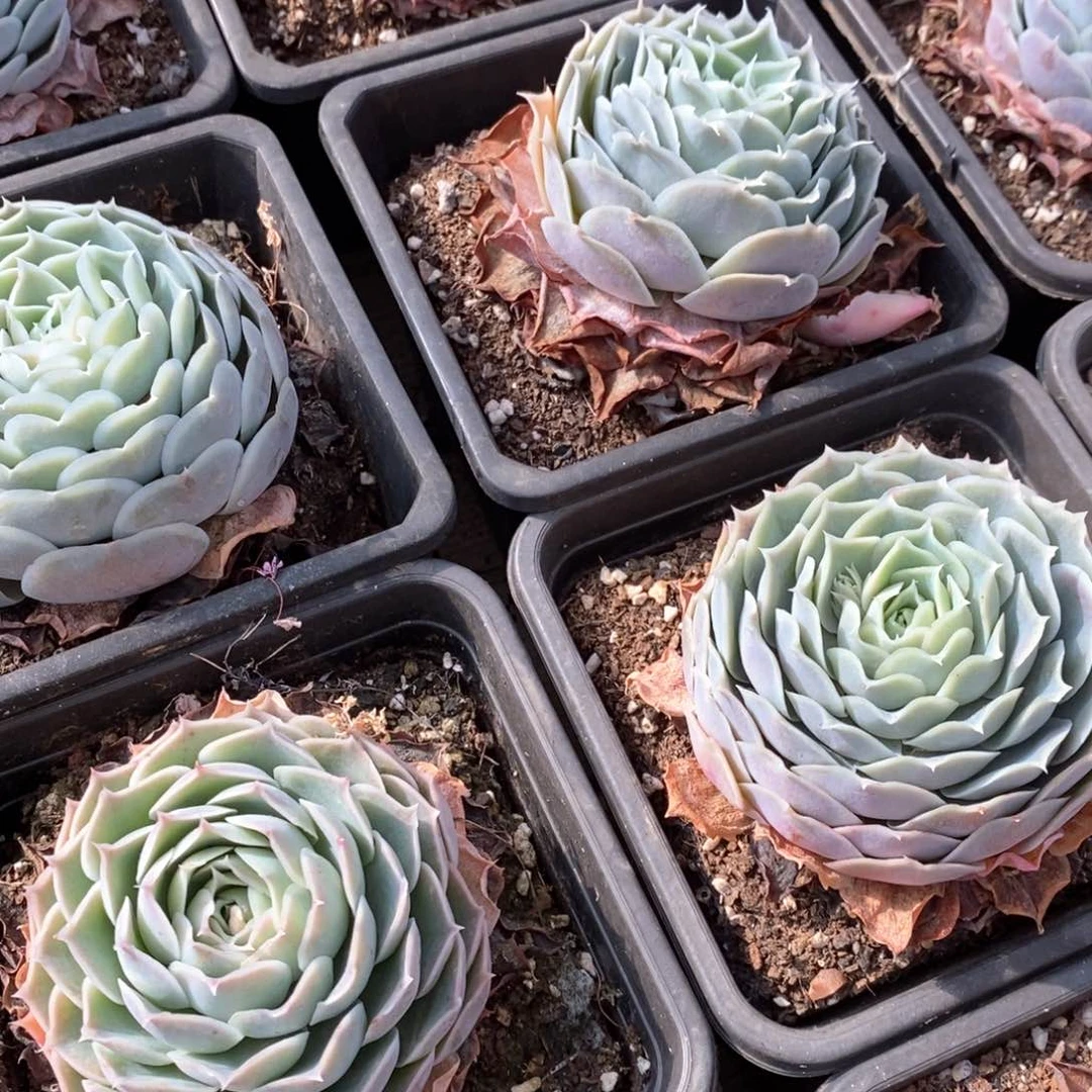 63蓝丝绒单头 福利多多