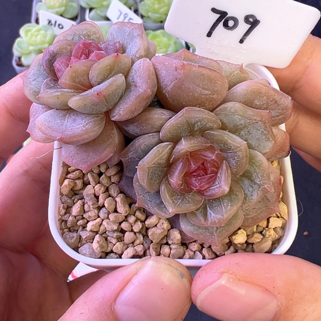 709号彩恋晗雨多肉