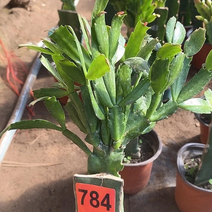 无花朵天**水2220/784号新疆不包邮