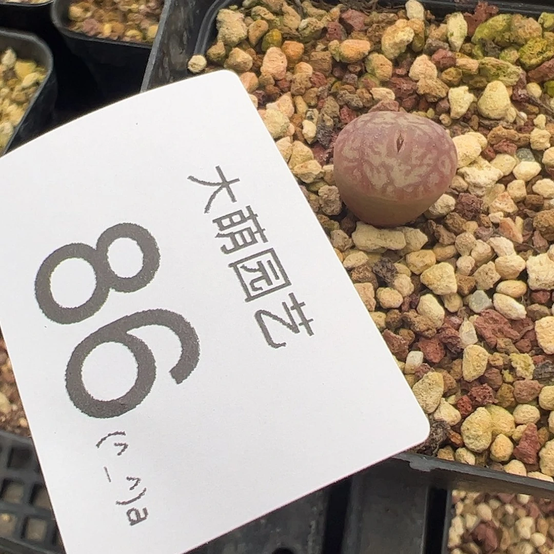 一物一拍脱土发。86