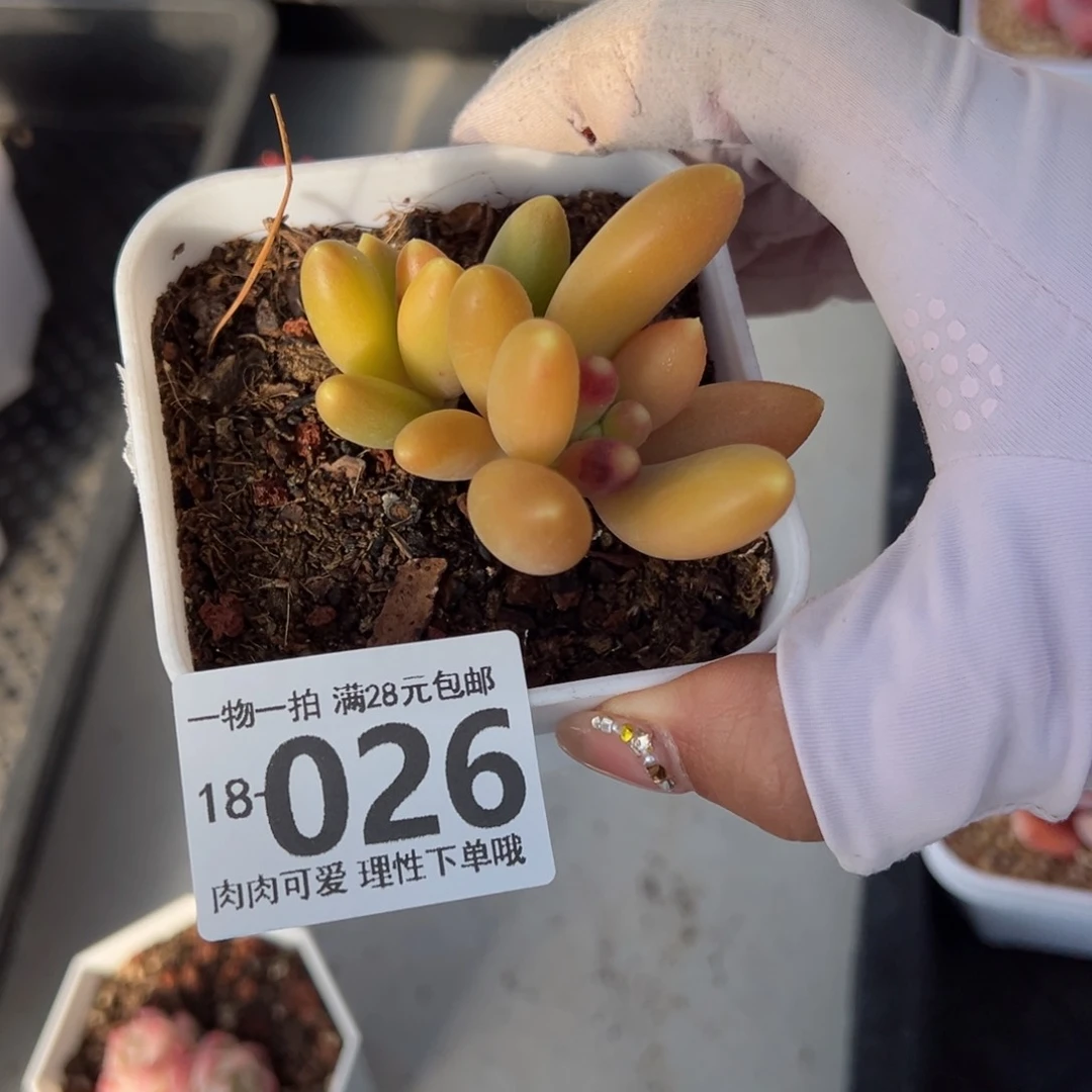 金蟾，多肉多肉多肉多肉