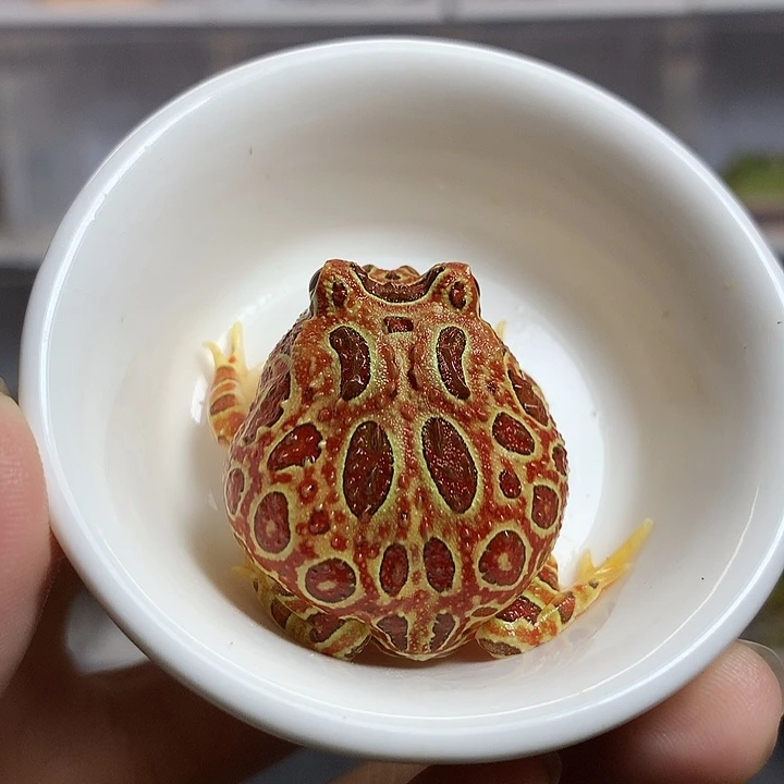 奶***包角蛙2562瑕疵红钟