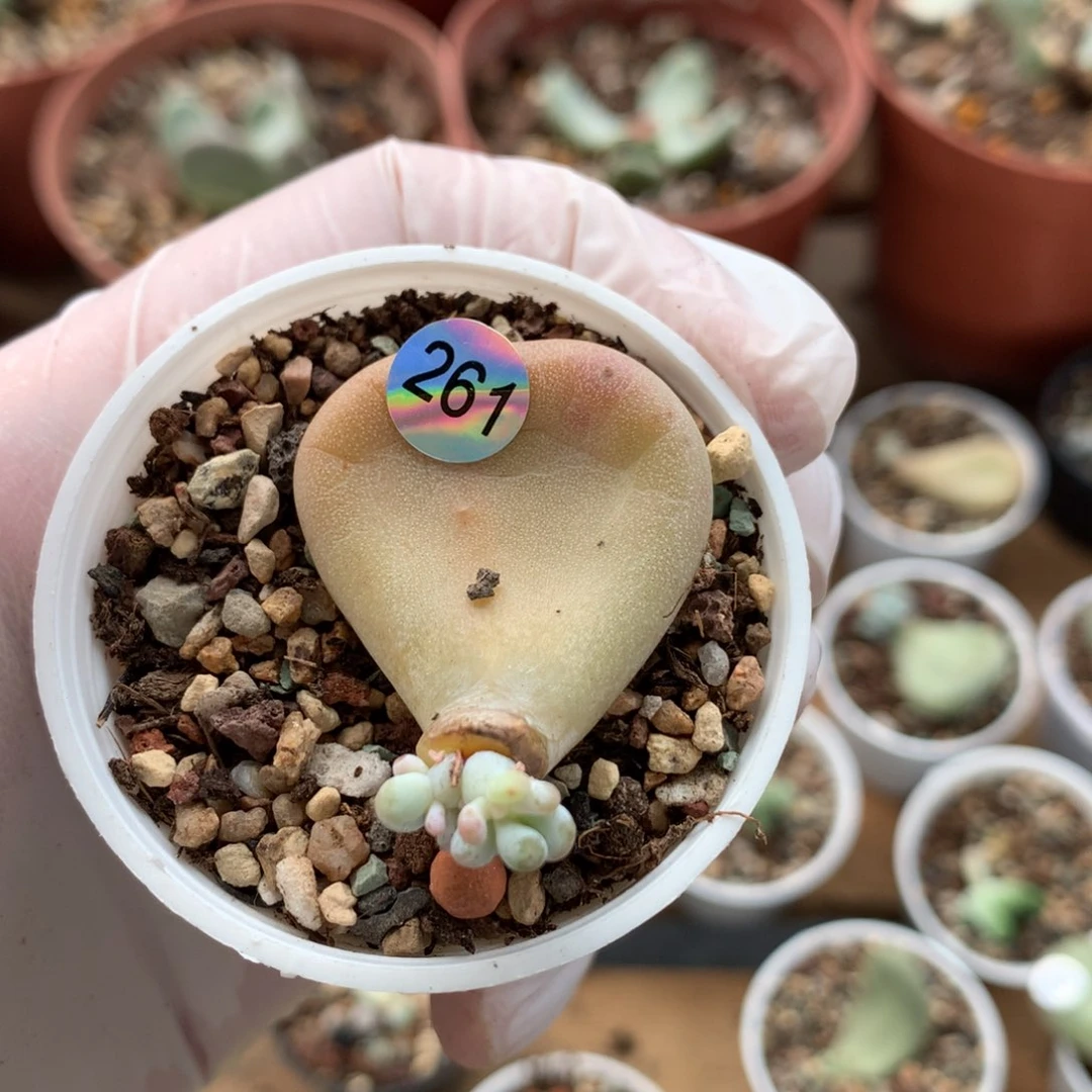 黄油油煎叶插哈哈哈哈哈哈261