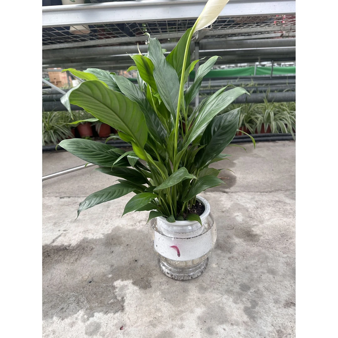 （新疆包邮）美酒盆栽办公室客厅桌面植物