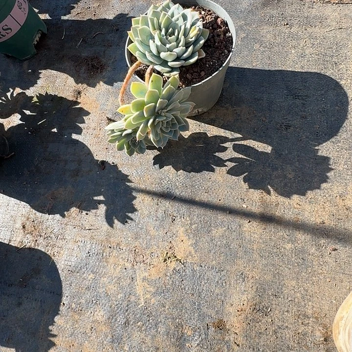 半***马多肉植物一物牛马