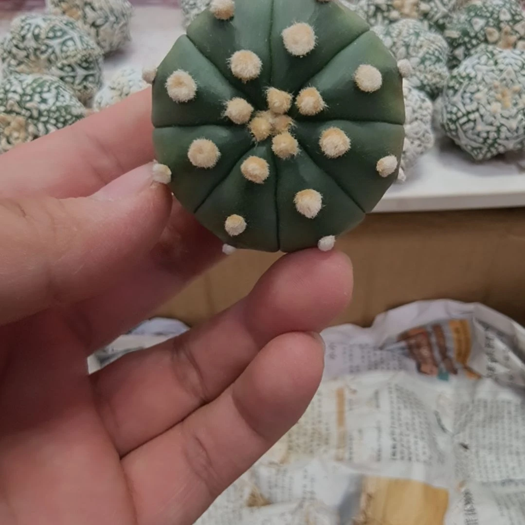 ༊***.大you琉璃高绒哈哈哈