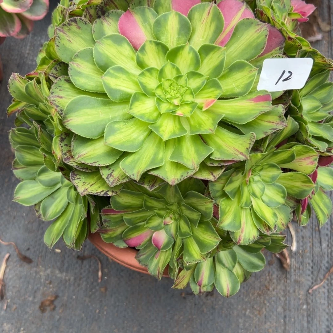 12知否多肉植物系多肉