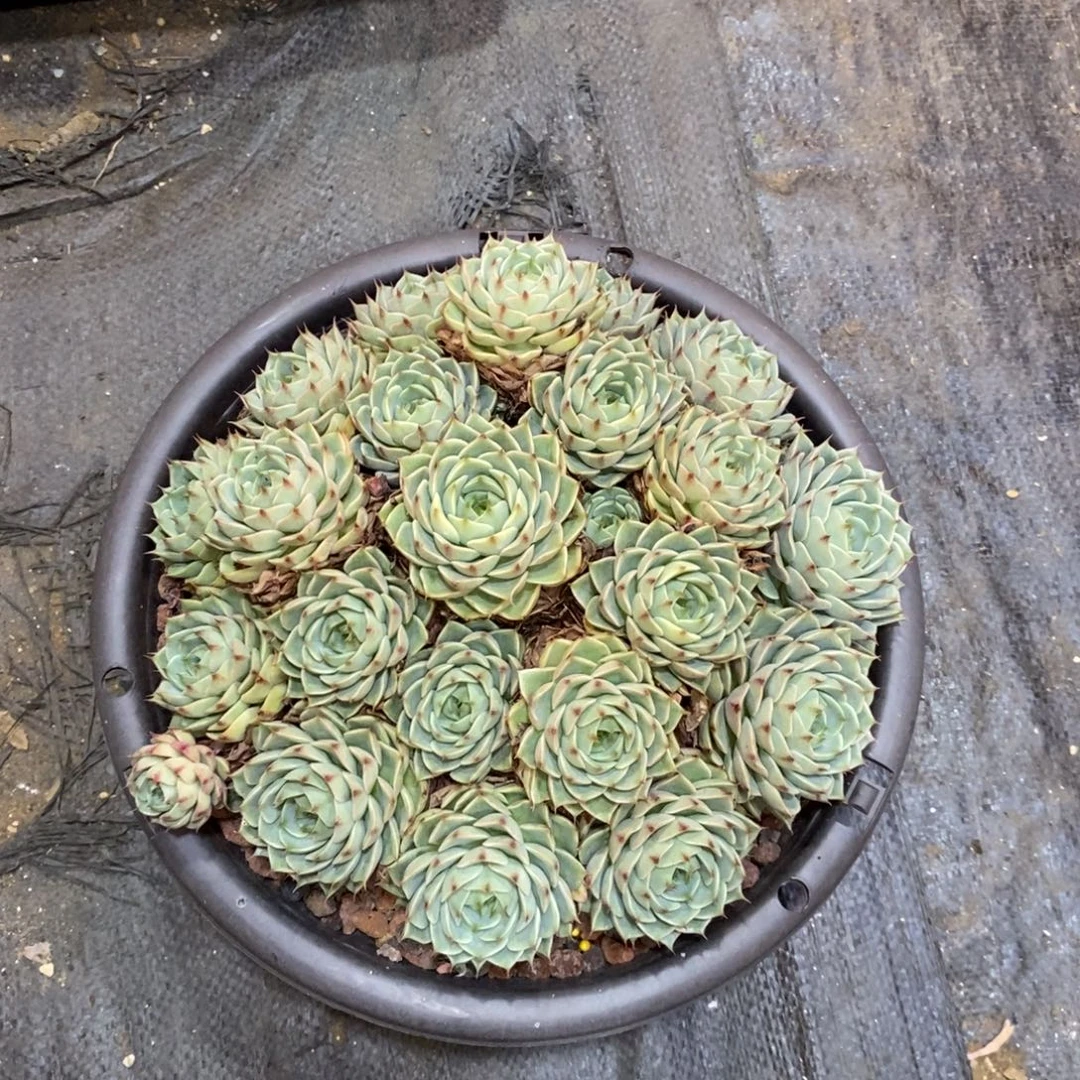 浅***花可以不用我的号么用你号