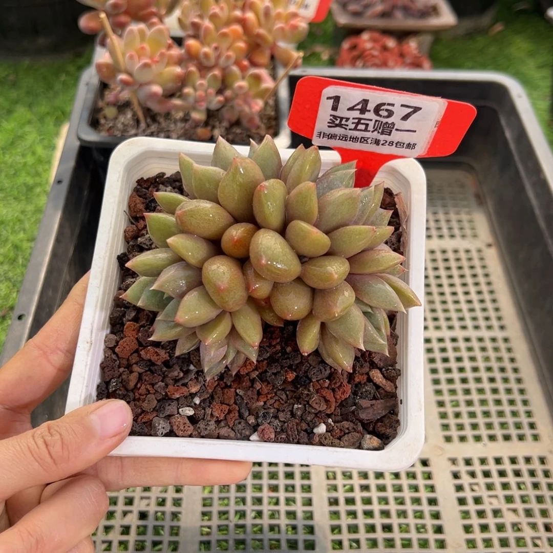 表妹精品多肉1467.