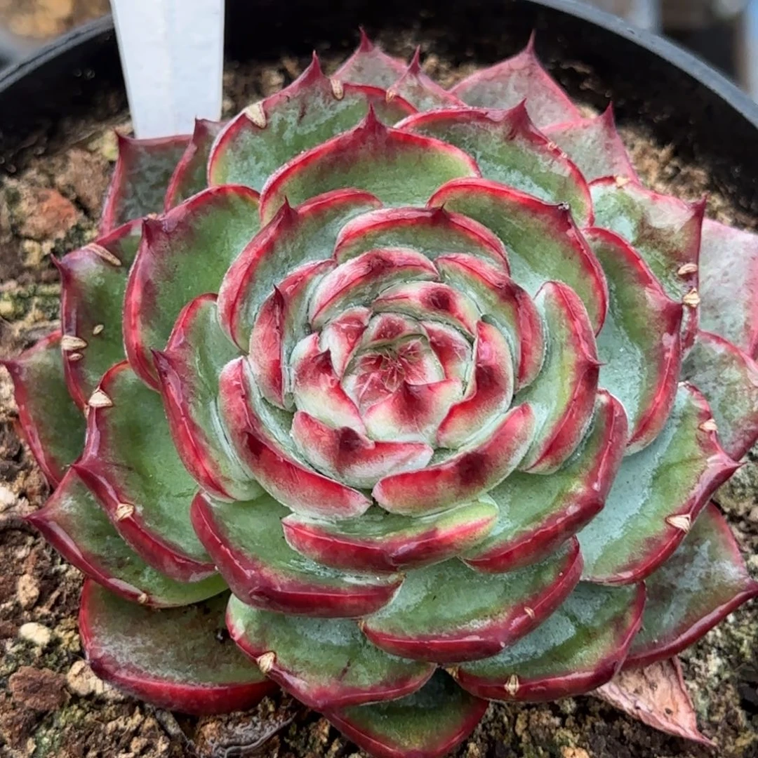 圆脸惊鸿一物一拍包装收缩花旱392