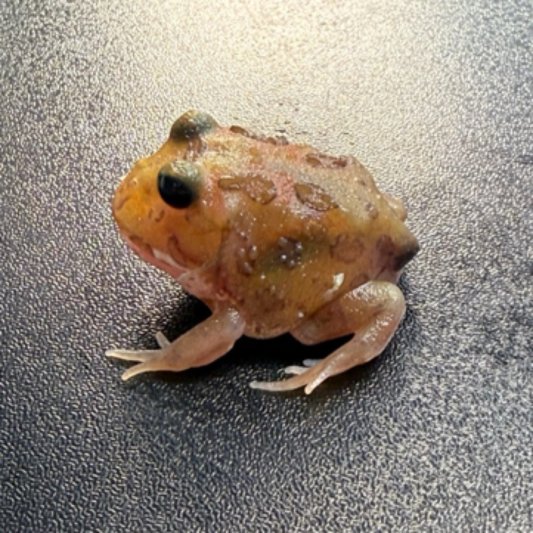 南美角蛙 黑魔变异 幼苗 随机发货