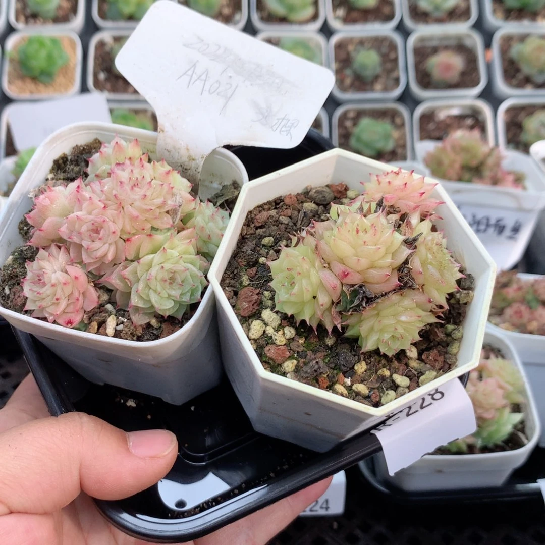 无花朵R228英语英语