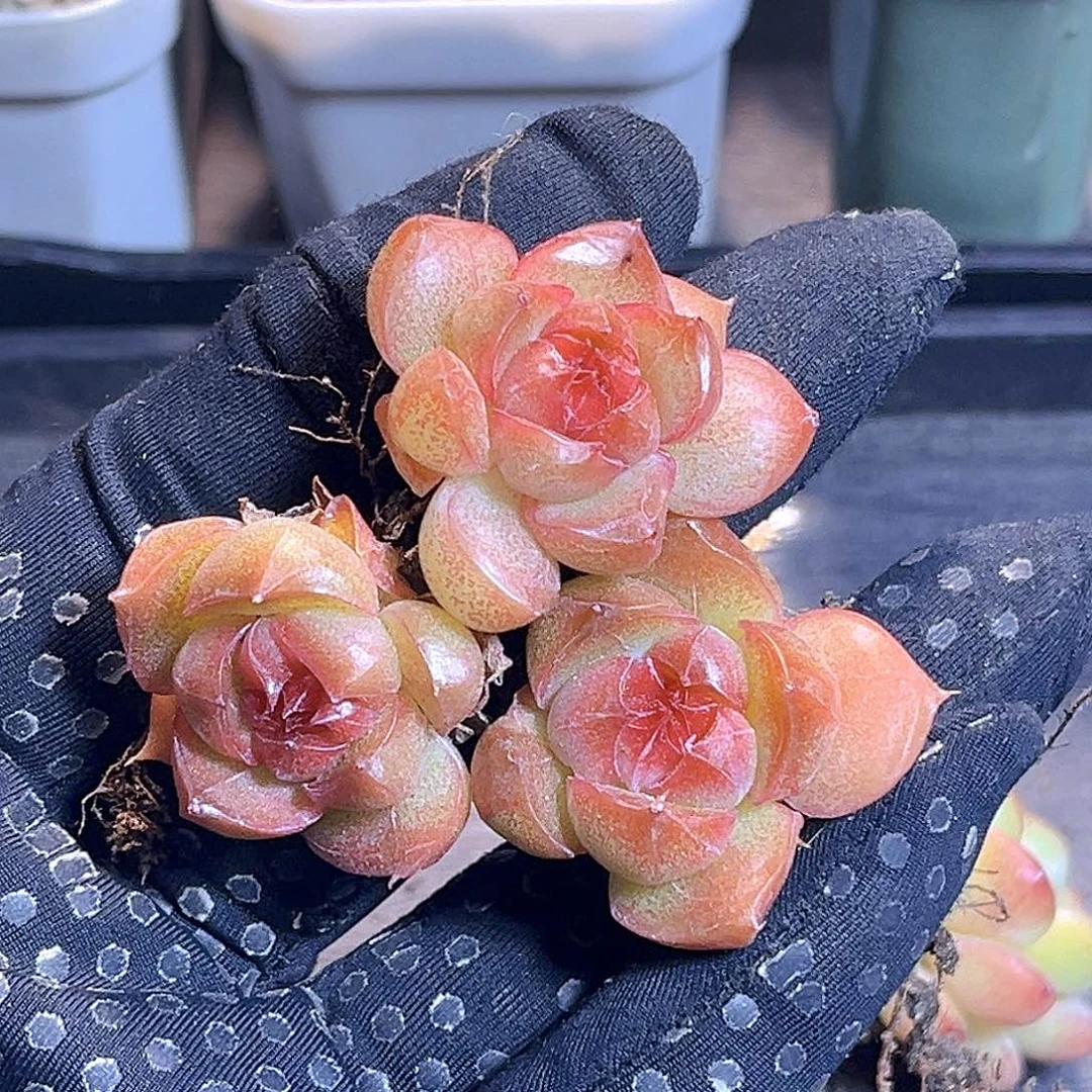 G35 一物一拍 珍妮孤品  散