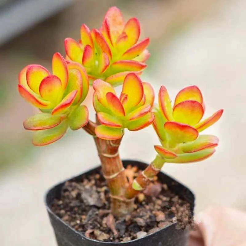 【满9.9包邮】玉树姬红花月摇钱树6.5cm盆多肉植物以直播间介绍为主